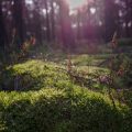 Ancient British Woodlands: Identifying Native Tree Species on Your Walks