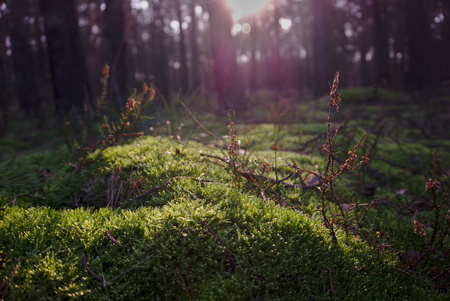 Ancient British Woodlands: Identifying Native Tree Species on Your Walks