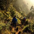 Botanical Explorers: Learning About British Flora on Family-Friendly Woodland Walks