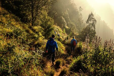 Botanical Explorers: Learning About British Flora on Family-Friendly Woodland Walks
