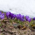 Best Springtime Bluebell Walks Across the UK