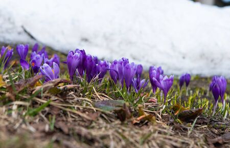 Best Springtime Bluebell Walks Across the UK