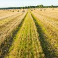 How to Navigate UK Farmland: Essential Safety Tips for Walkers Crossing Fields with Livestock