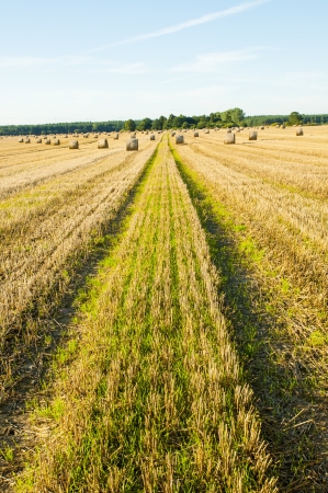 How to Navigate UK Farmland: Essential Safety Tips for Walkers Crossing Fields with Livestock