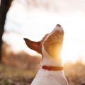 Exploring National Parks: Best Dog-Friendly Walks for Families across the UK