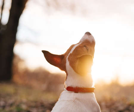 Exploring National Parks: Best Dog-Friendly Walks for Families across the UK