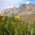 Rare and Protected Wildflowers of Britain: Conservation and Identification