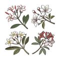 Seasonal Changes: British Wildflowers and Trees Through the Year