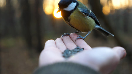 Birds to Bag: Unmissable Species from Garden Goldfinches to Majestic Sea Eagles