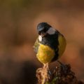 Exploring Britain’s Best Birdwatching Trails: Where to Go and What to Expect