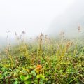 Restoring Wildflower Meadows and Woodland: Volunteering and Community Projects