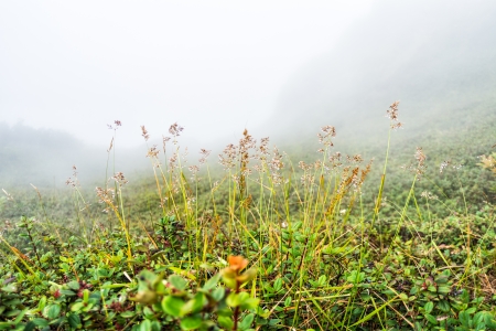 Restoring Wildflower Meadows and Woodland: Volunteering and Community Projects