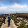 From Red Deer to Foxes: Spotting Mammals on British Trails