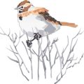 Top British Birds to Spot While Hiking with Binoculars