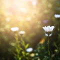 An In-Depth Guide to Wildflower Spotting in the British Countryside