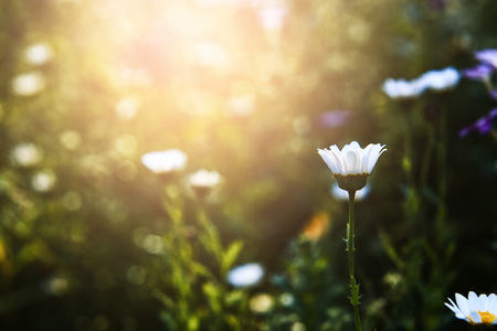 An In-Depth Guide to Wildflower Spotting in the British Countryside