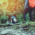 Accessible Walks for Multi-Generational Families: Best Picnic Spots in the New Forest
