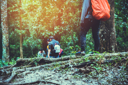 Accessible Walks for Multi-Generational Families: Best Picnic Spots in the New Forest