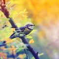 Seasonal Wildlife Spotting: Birds, Beasts, and Blossoms on Family Trails