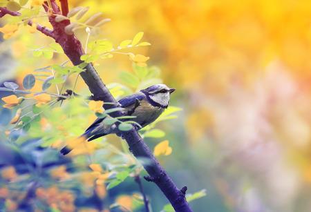 Seasonal Wildlife Spotting: Birds, Beasts, and Blossoms on Family Trails