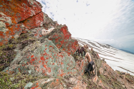 Navigating Enclosed Pastures: Tips for Identifying Safe Routes When Surrounded by Livestock