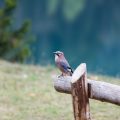 Wildlife Photography on the Trail: Capturing British Nature Through Your Lens