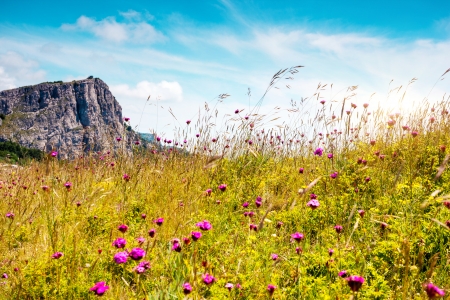 Seasonal Wildflower Hikes: Spotting British Flora with Binoculars